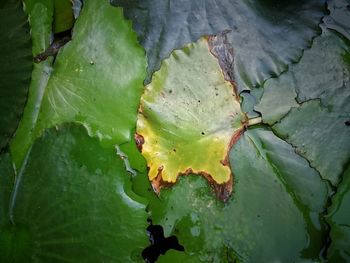 High angle view of succulent plant floating on water