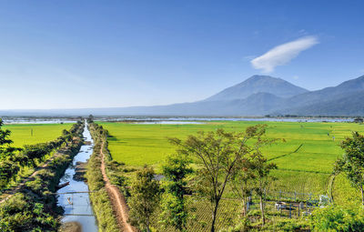 Scenic view of agricultural field against sky