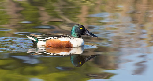 Close-up of duck swimming in lake