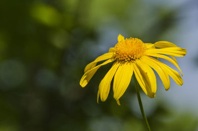 Close-up of yellow flowering plant