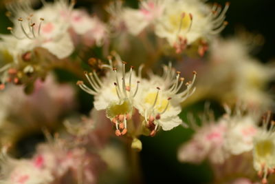 Close-up of white flowers