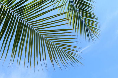 Low angle view of palm tree leaves against sky