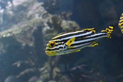 Close-up of fish swimming in sea