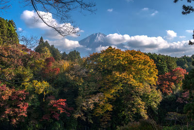 Low angle view of trees against sky