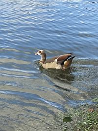 Duck swimming in lake