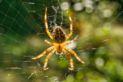 Close-up of spider on web