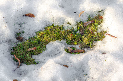 High angle view of plants on land during winter