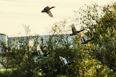 Low angle view of bird flying against trees