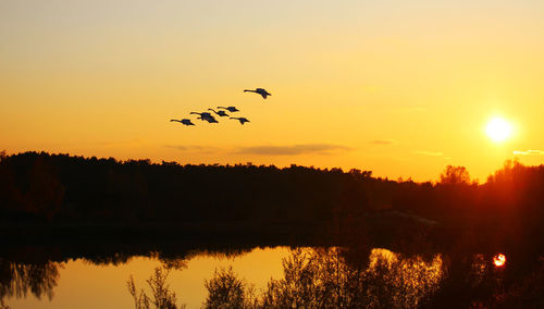 Silhouette birds flying over lake against sky during sunset