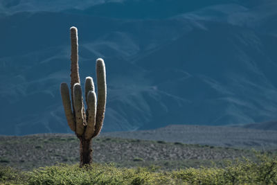Cactus plant growing on land against mountains