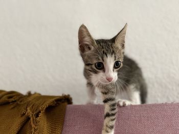 Close-up portrait of cat