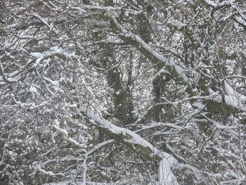 Close-up of frozen tree on field