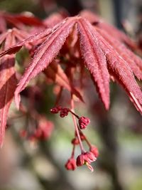 Close-up of red flowering plant