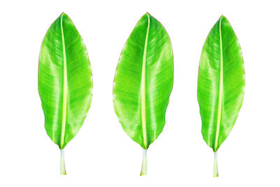 Close-up of green leaves against white background