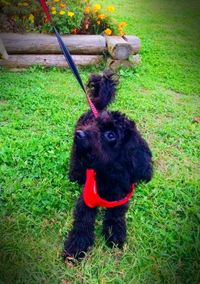 Dog on grassy field