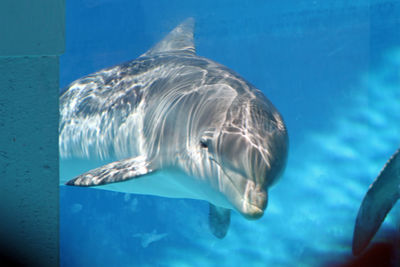 Fish swimming in sea