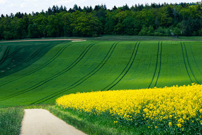 Scenic view of field against trees