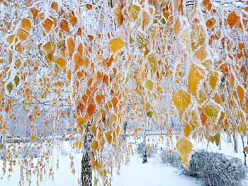 Close-up of snow