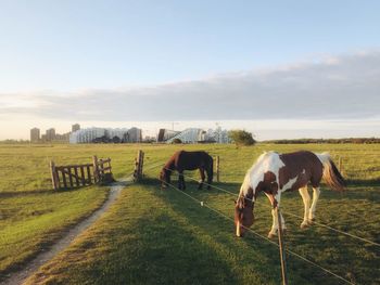 Horses grazing in field against sky