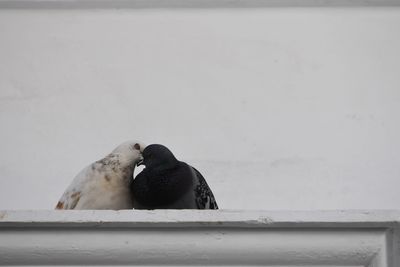 Two birds perching on wall