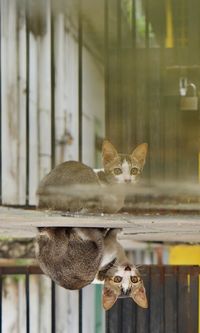 Portrait of cat sitting by window