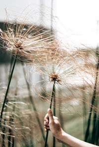 Close-up of hand holding dandelion against white background