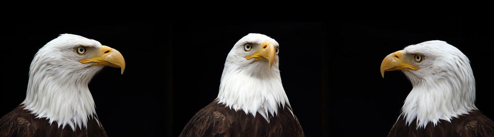 Close-up of birds against black background