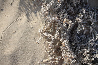 Close-up of sand on beach
