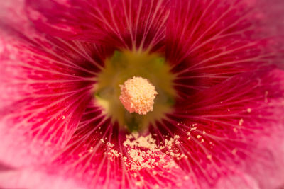 Full frame shot of red flower