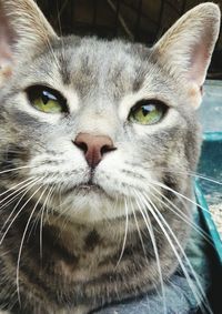 Close-up portrait of cat