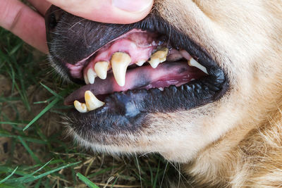 Cropped hand holding dog nose