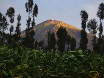 Scenic view of trees and mountains against sky