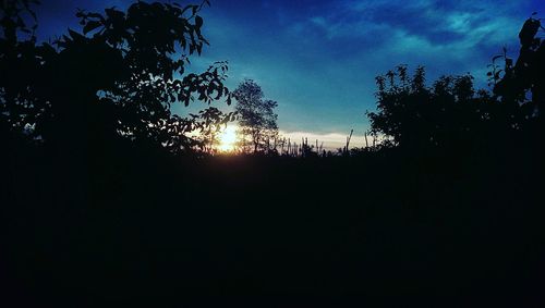 Silhouette of trees at sunset