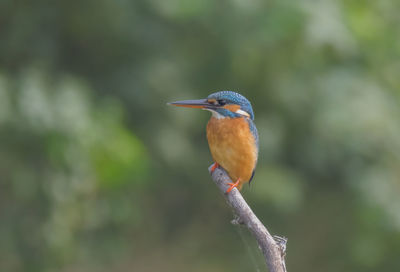 Close-up of bird perching on branch