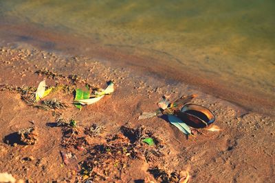 High angle view of sandy beach