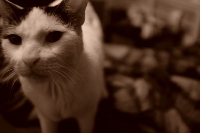 Close-up portrait of a cat at home