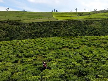 Scenic view of agricultural field