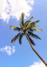 Low angle view of trees against blue sky