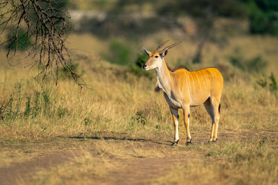 Deer standing on field