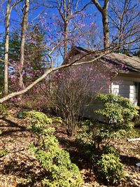 Plants and trees by house in forest against sky