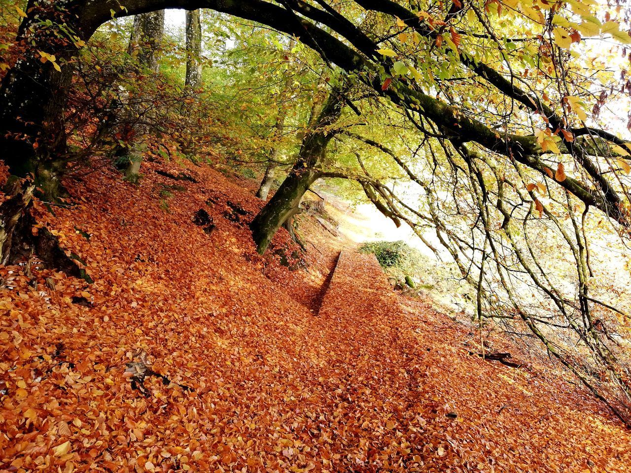 TREES GROWING IN FOREST