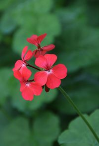 Close-up of red hibiscus blooming outdoors