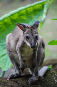 In this photo there is a ground kangaroo from indonesia, 