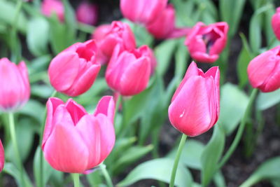 Close-up of pink tulips blooming outdoors