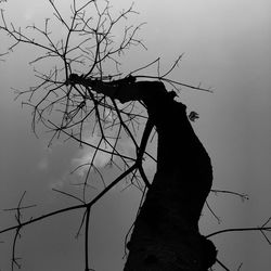 Low angle view of silhouette bare tree against sky