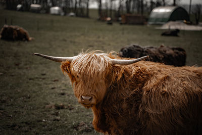 Cows on field