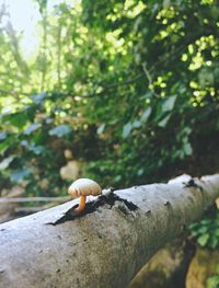 Close-up of fungus growing on tree trunk