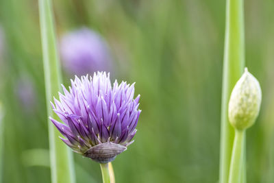 Close-up of purple flowering plant