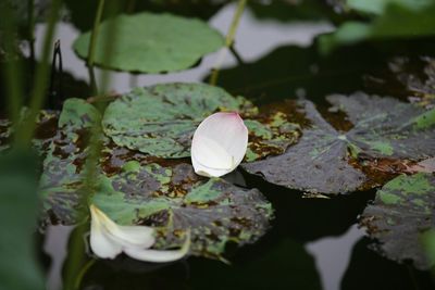 Close-up of lotus water lily in lake