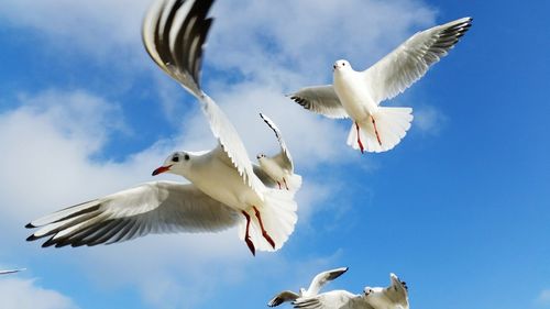 Low angle view of seagulls flying against sky